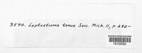 Leptostroma tenue image